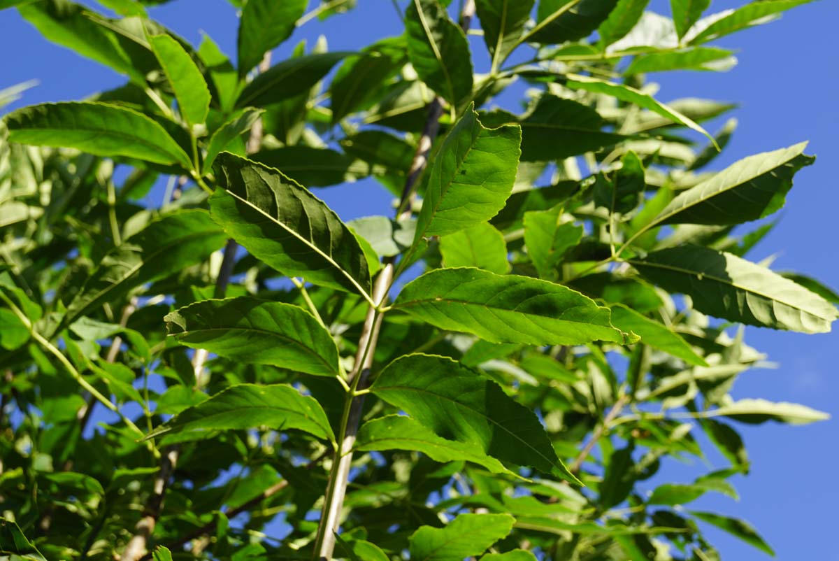 Fraxinus pennsylvanica 'Summit' op stam