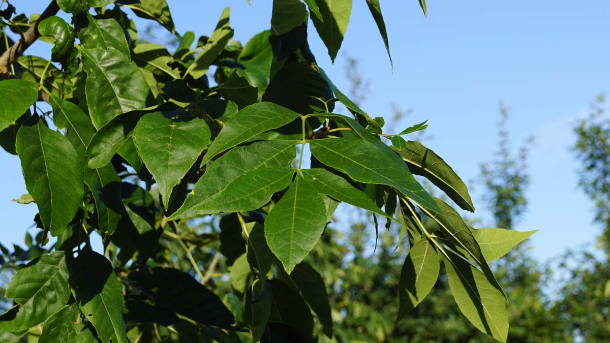 Fraxinus pennsylvanica 'Zundert' op stam