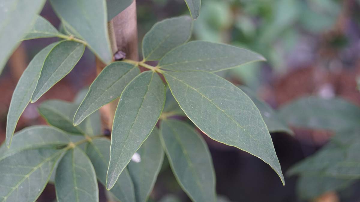 Fraxinus sieboldiana Tuinplanten