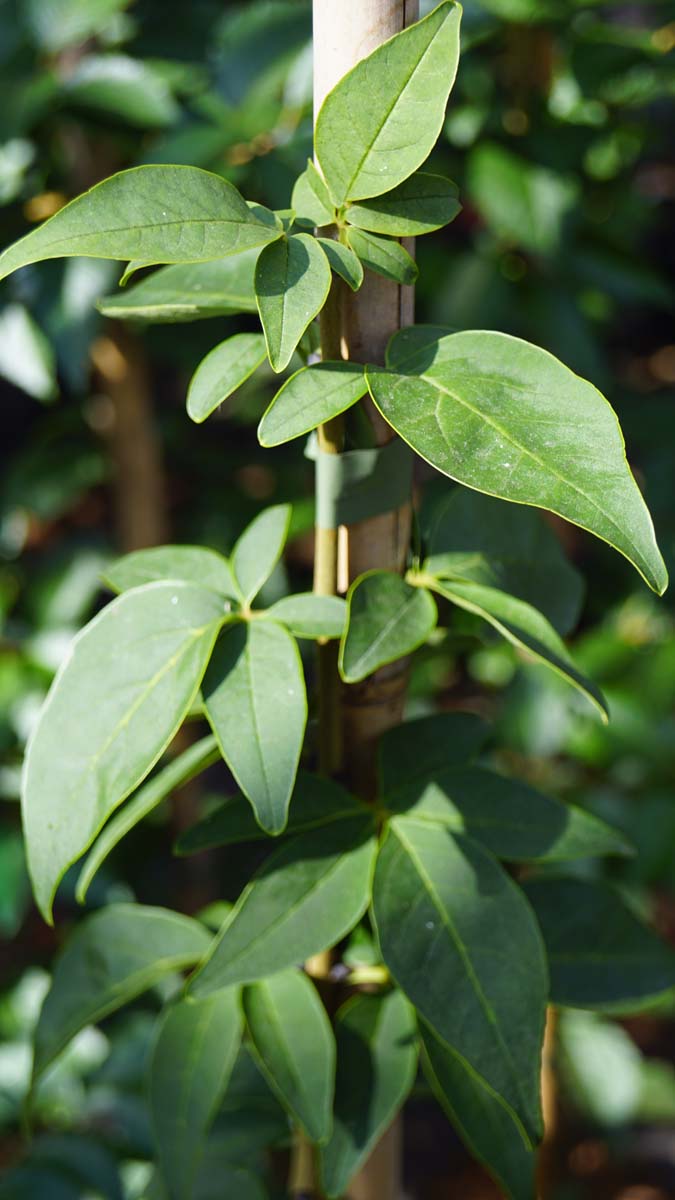 Fraxinus sieboldiana meerstammig / struik