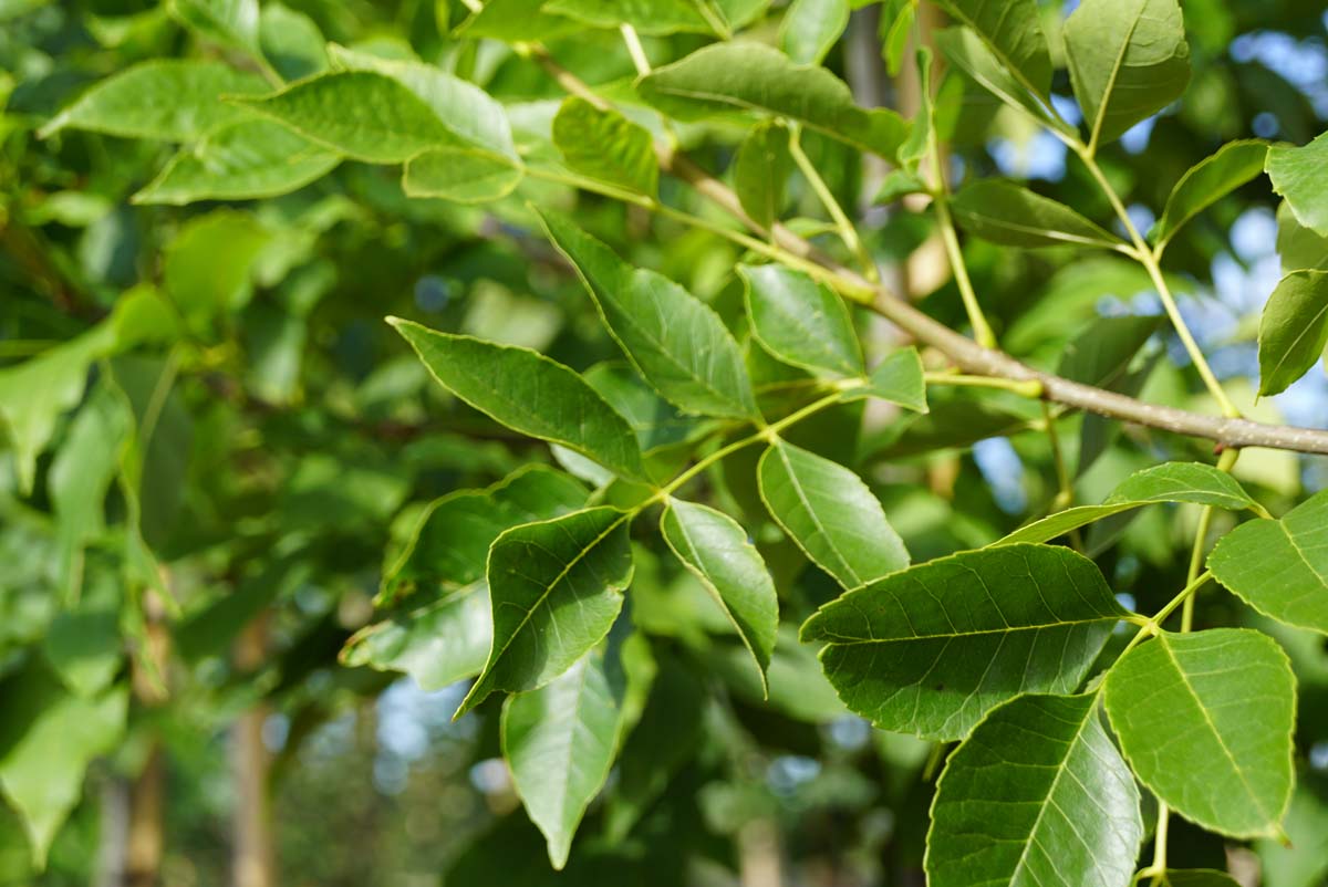 Fraxinus americana op stam