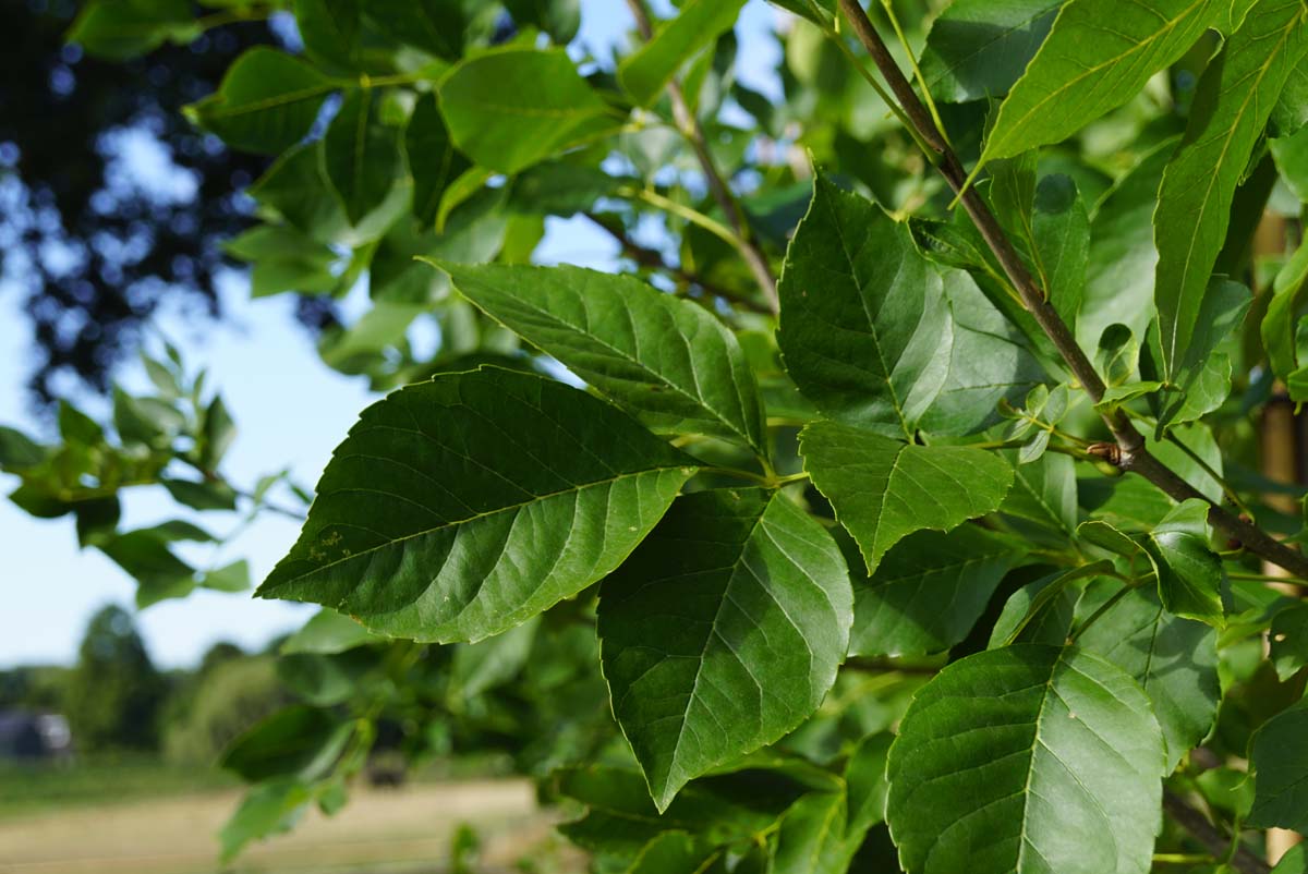 Fraxinus americana op stam