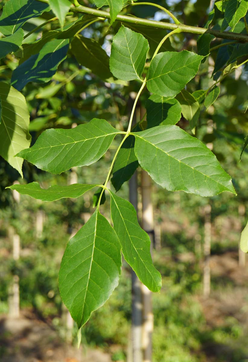 Fraxinus americana op stam