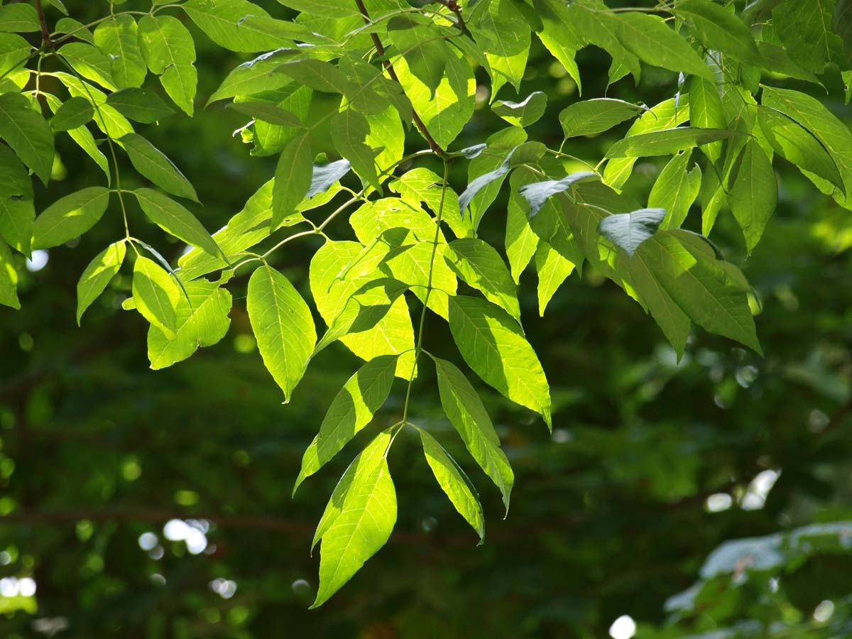 Fraxinus americana 'Autumn Applause' meerstammig / struik
