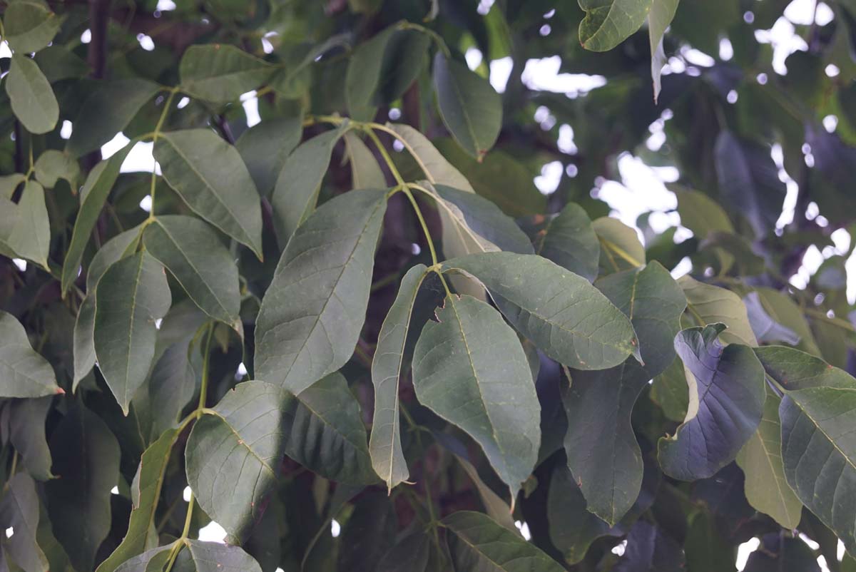 Fraxinus americana 'Autumn Applause' op stam