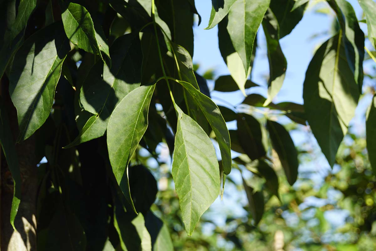 Fraxinus americana microcarpa op stam