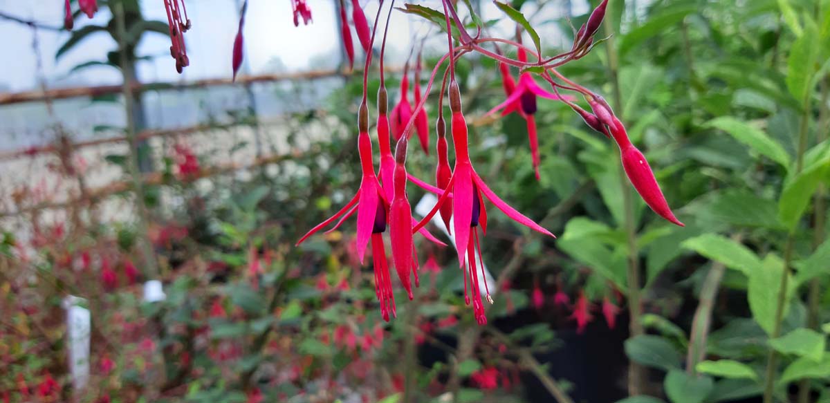 Fuchsia 'Riccartonii'