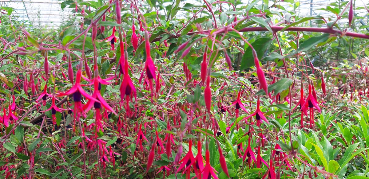 Fuchsia 'Riccartonii'
