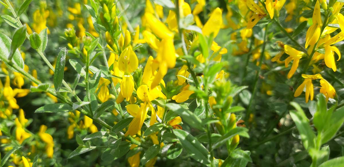 Genista tinctoria 'Royal Gold' meerstammig / struik