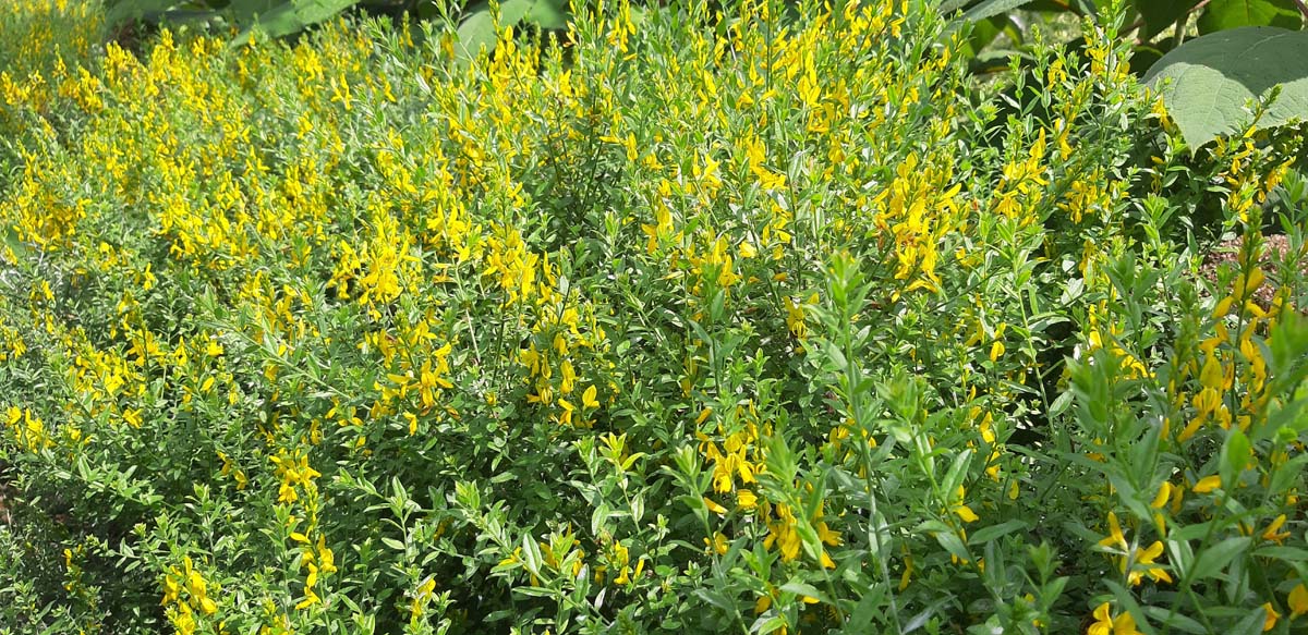 Genista tinctoria 'Royal Gold' Tuinplanten