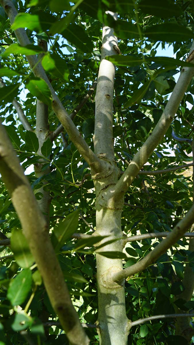 Fraxinus angustifolia 'Raywood' Tuinplanten stam