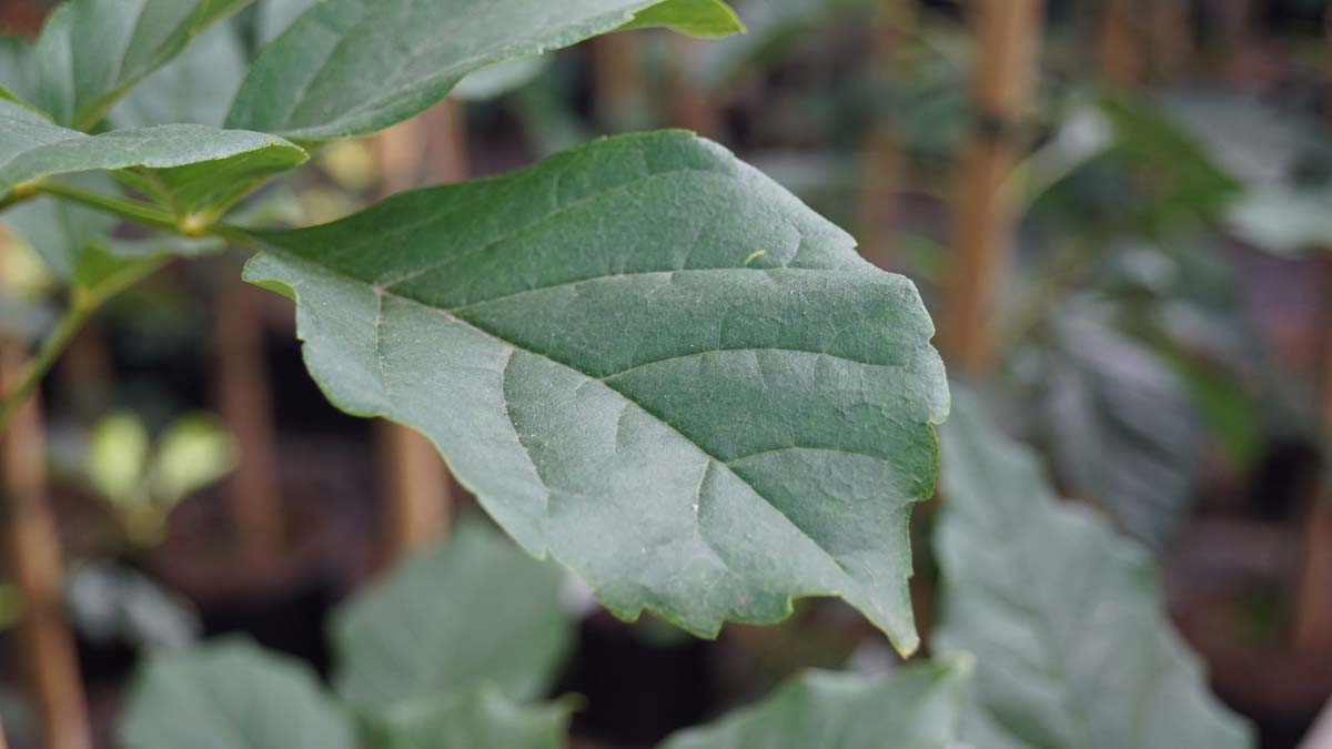 Fraxinus chinensis op stam