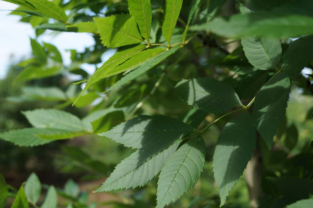 Fraxinus excelsior Tuinplanten blad