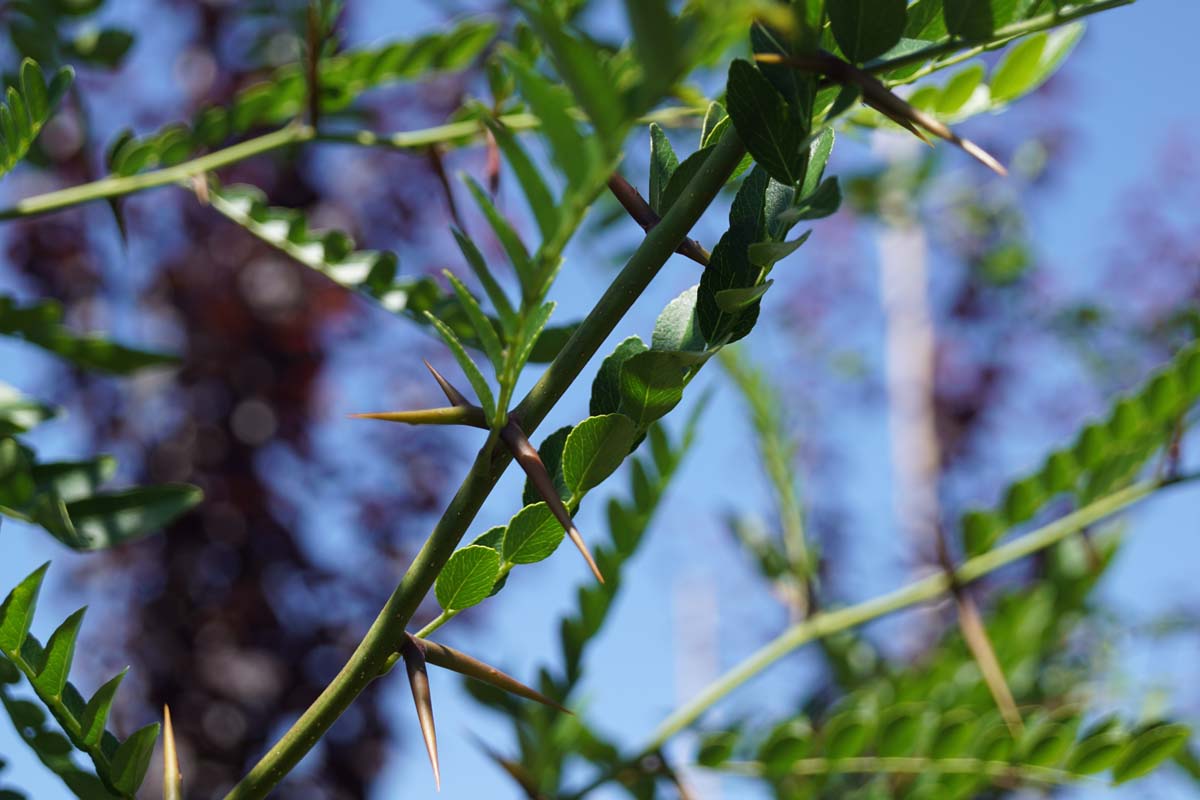 Gleditsia sinensis Tuinplanten doorn