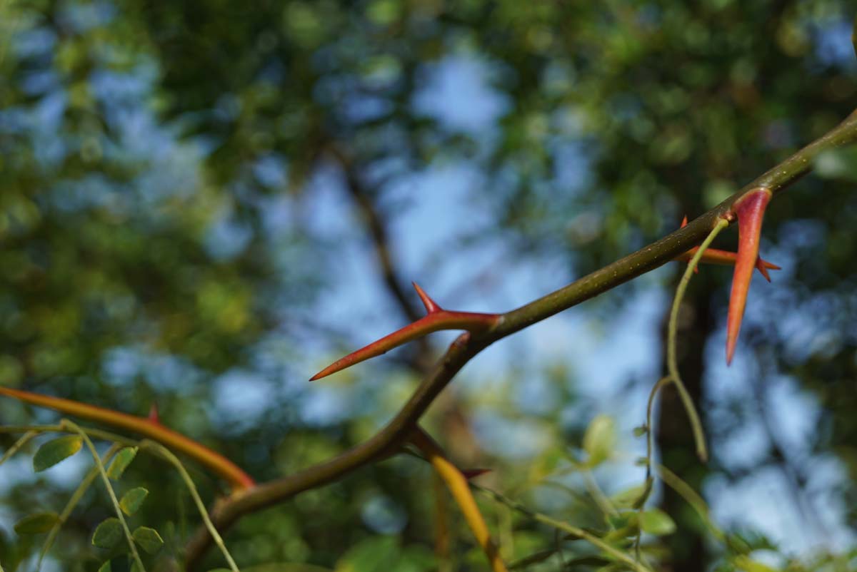 Gleditsia triacanthos solitair