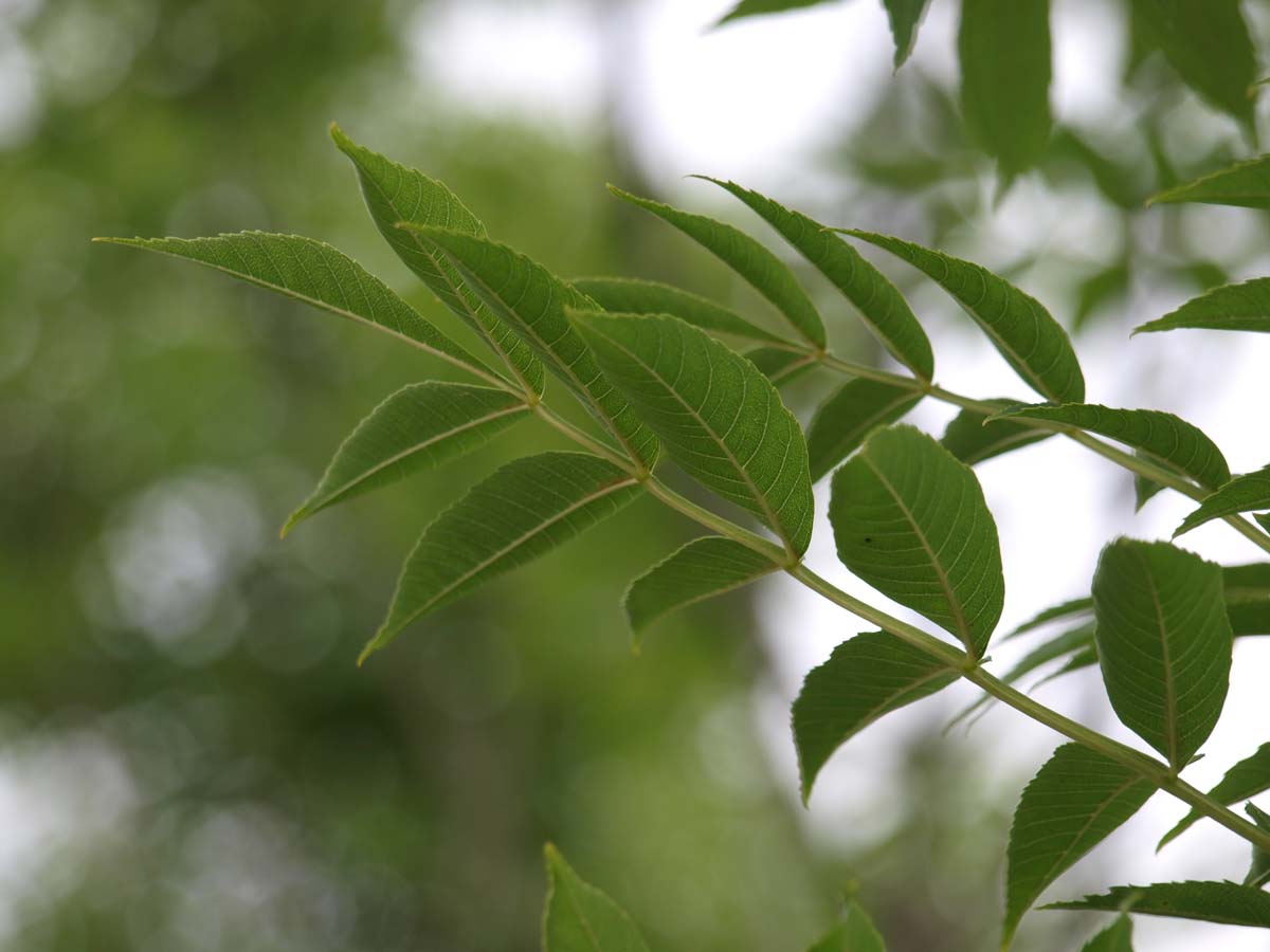 Fraxinus excelsior 'Atlas' Tuinplanten blad