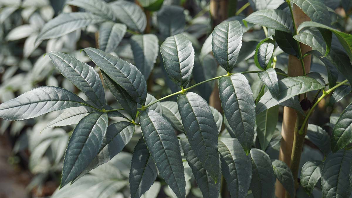 Fraxinus excelsior 'Atlas' meerstammig / struik blad