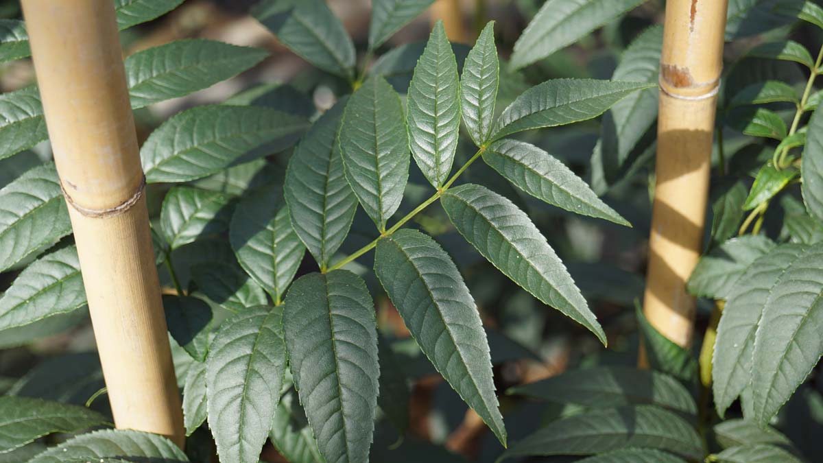 Fraxinus excelsior 'Atlas' Tuinplanten blad