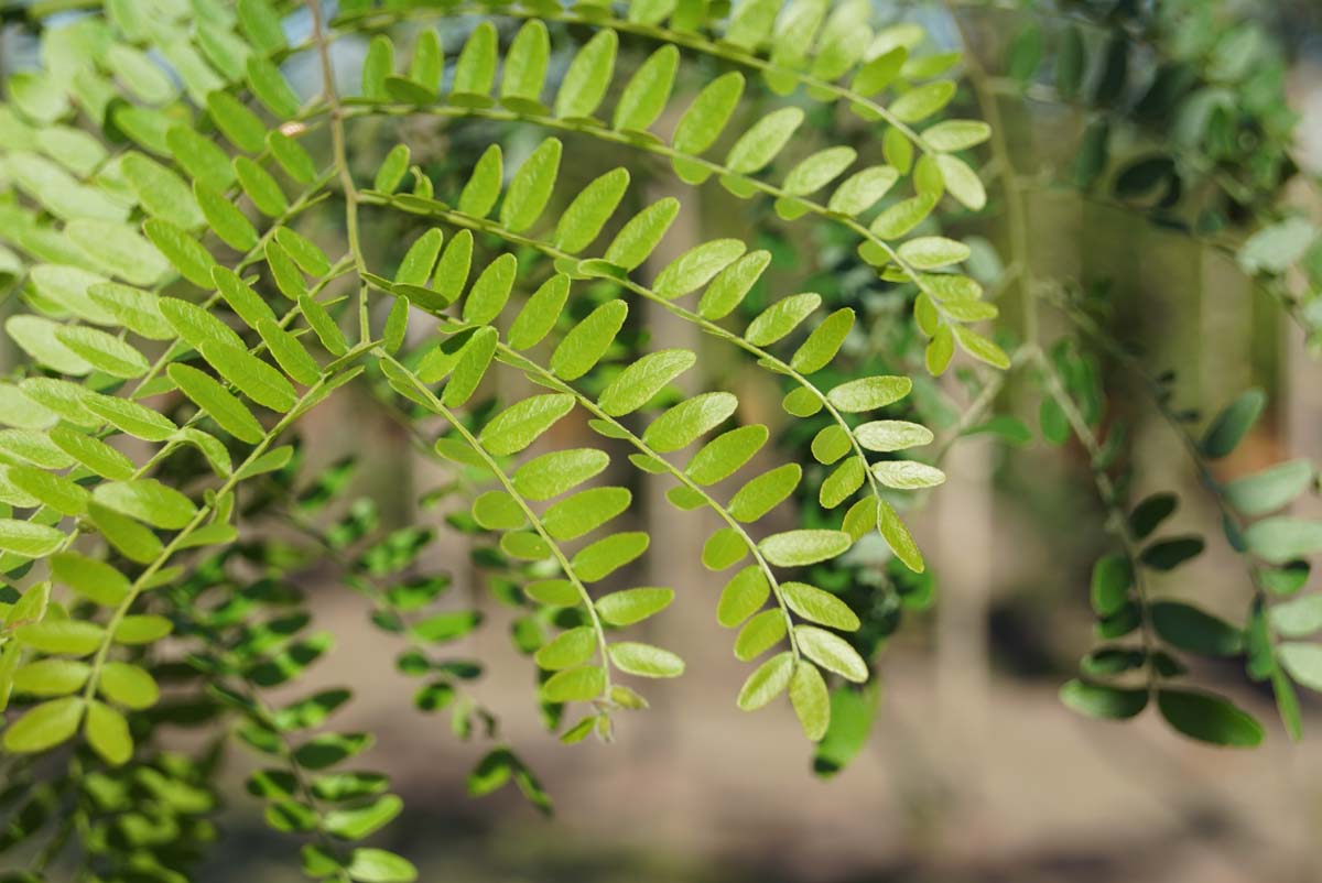 Gleditsia triacanthos inermis meerstammig / struik