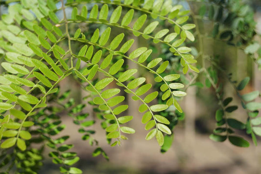 Gleditsia triacanthos inermis haagplant
