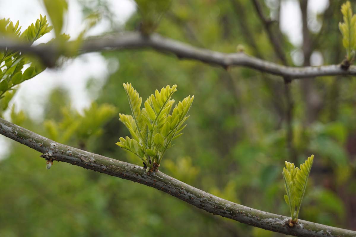 Gleditsia triacanthos inermis meerstammig / struik
