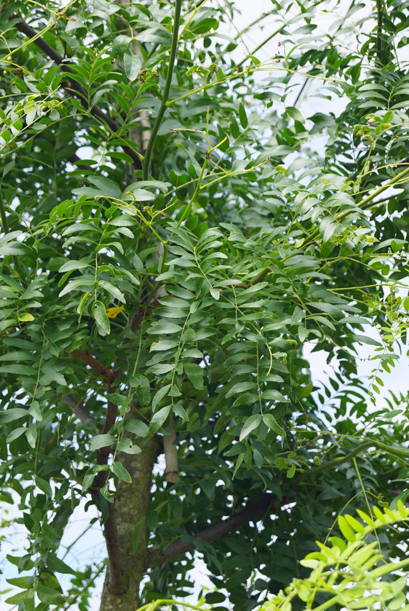 Gleditsia triacanthos 'Shademaster' haagplant twijg