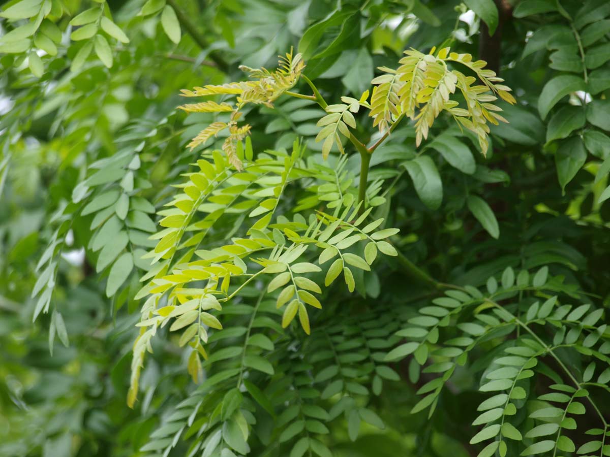 Gleditsia triacanthos 'Skyline' op stam blad