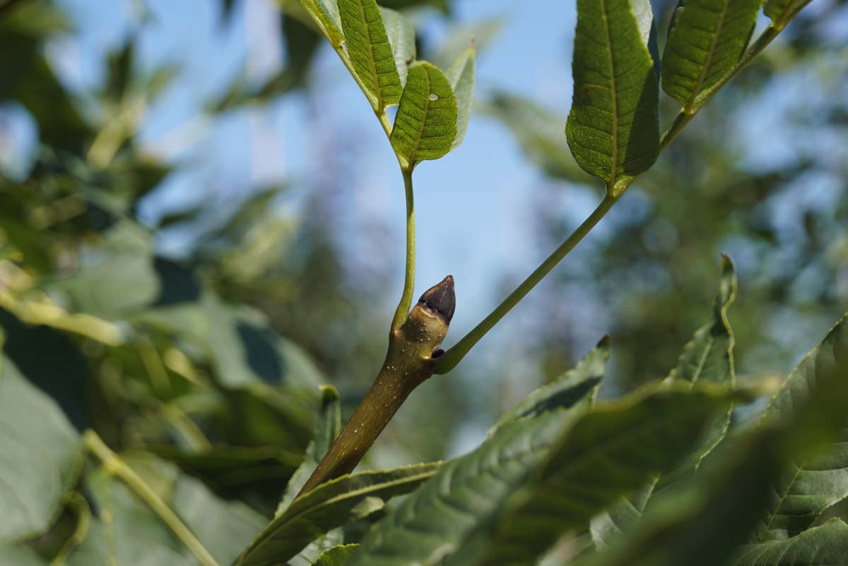 Fraxinus excelsior 'Geessink' Tuinplanten