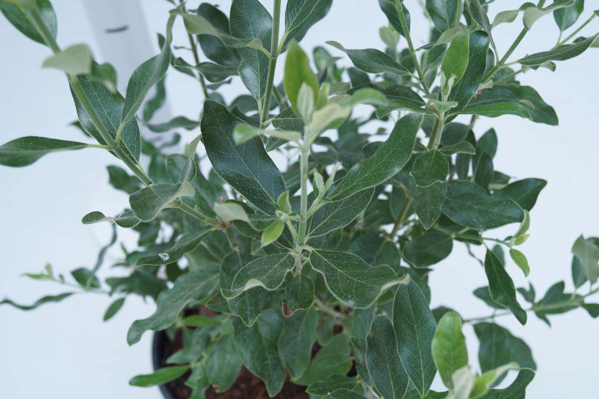 Garrya thuretii Tuinplanten