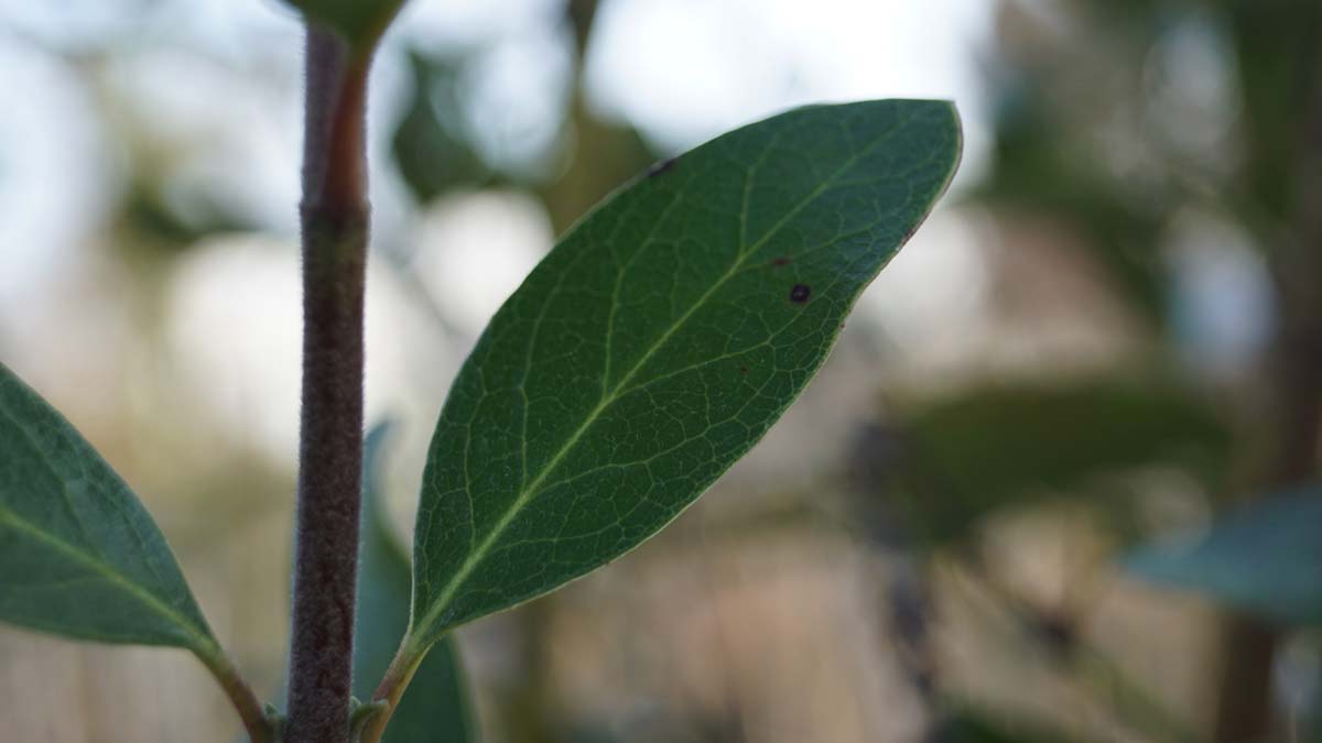 Garrya thuretii Tuinplanten