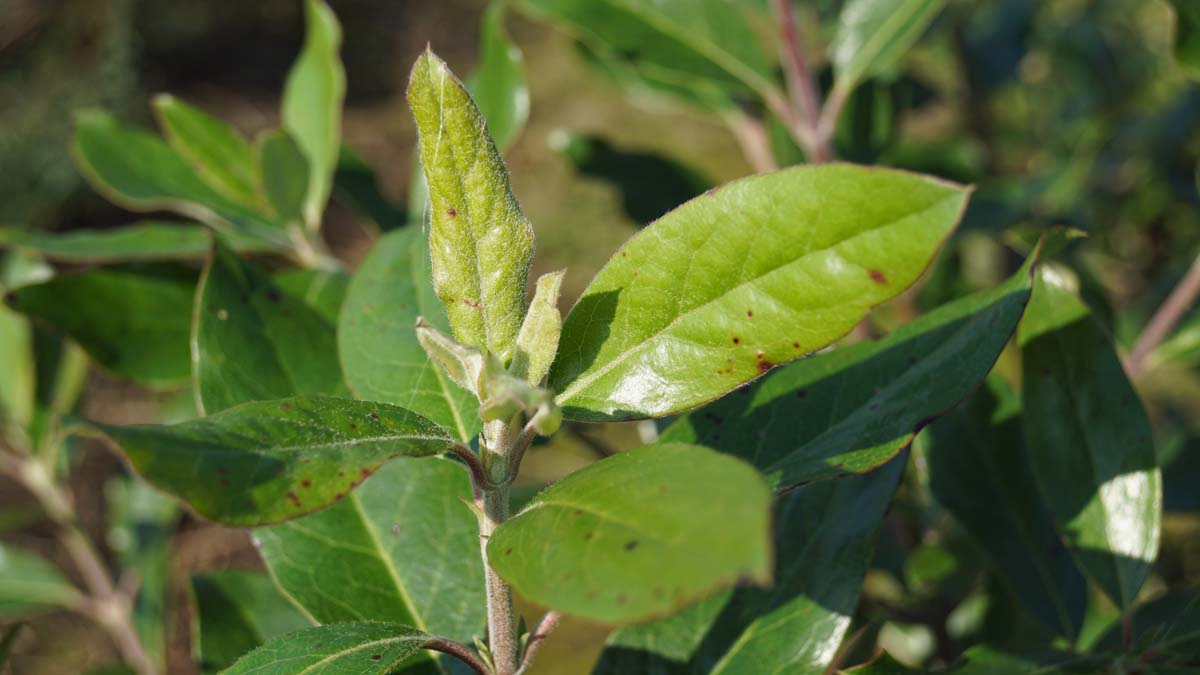 Garrya thuretii Tuinplanten