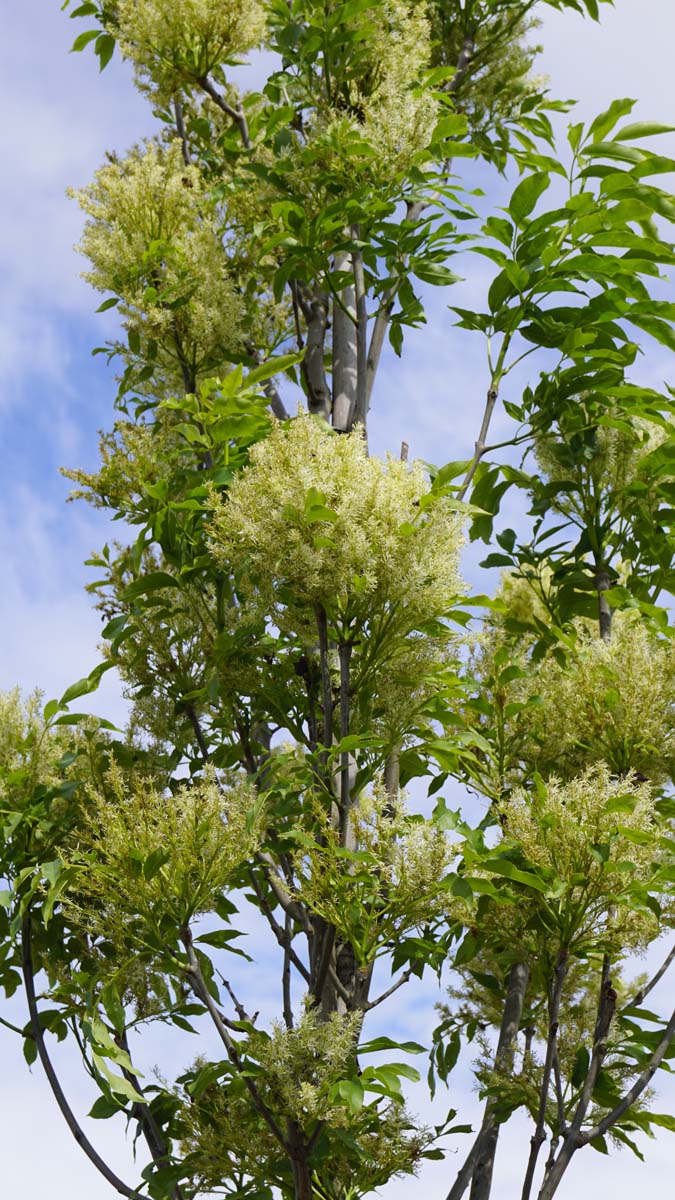 Fraxinus excelsior 'Westhof's Glorie' Tuinplanten bloesem