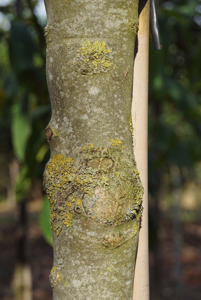 Fraxinus excelsior 'Westhof's Glorie' op stam