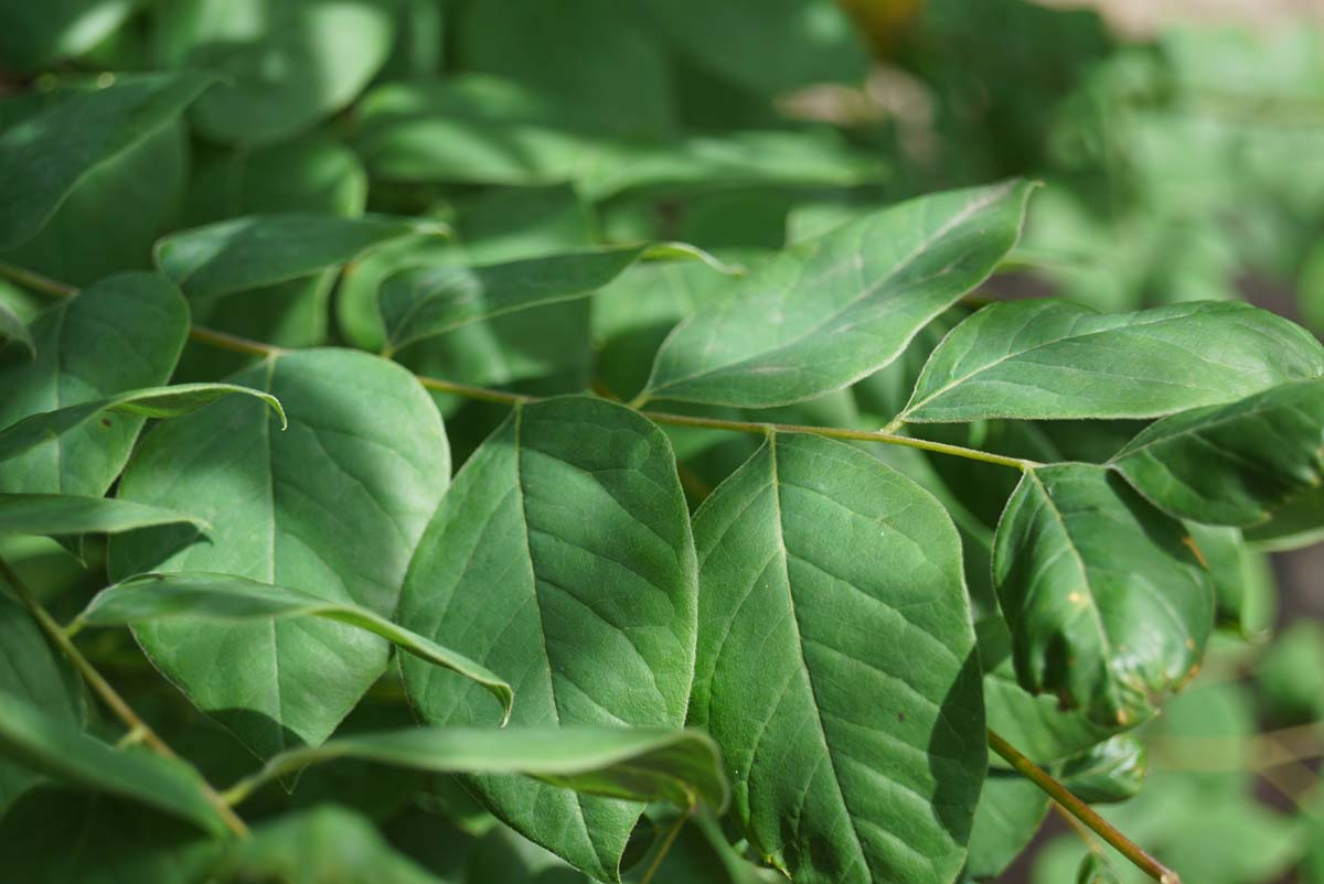 Gymnocladus dioica op stam blad