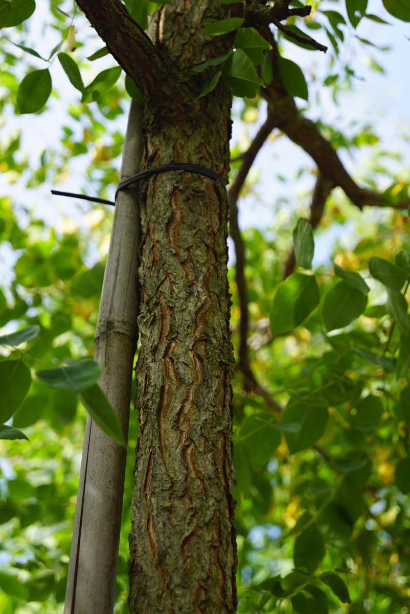 Gymnocladus dioica op stam bast