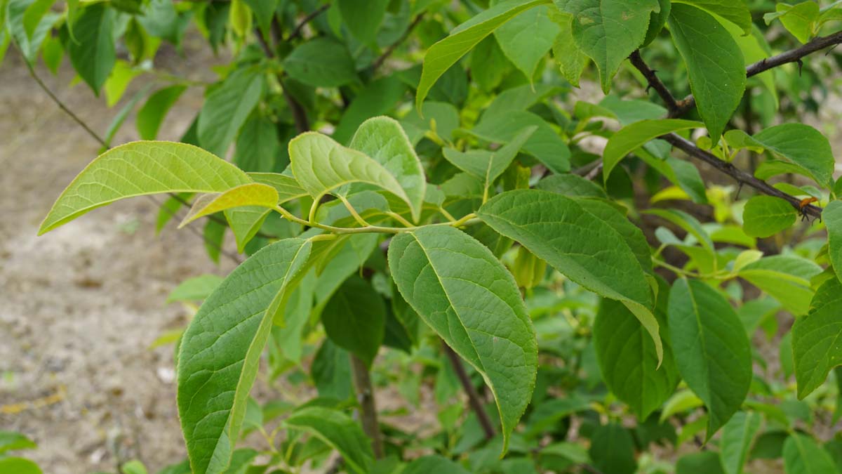 Halesia carolina Tuinplanten blad