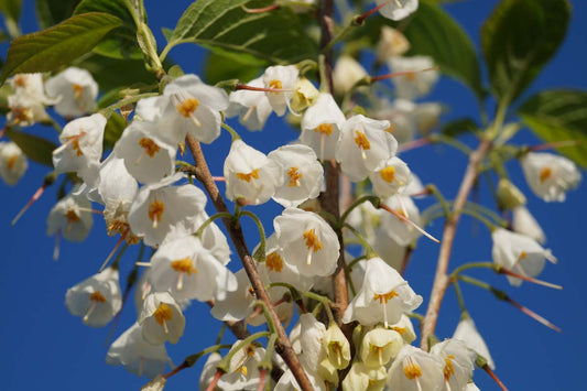 Halesia carolina Tuinplanten bloem