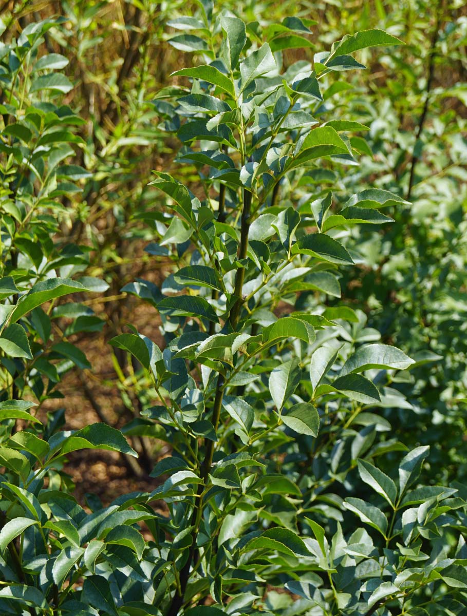 Fraxinus ornus meerstammig / struik twijg