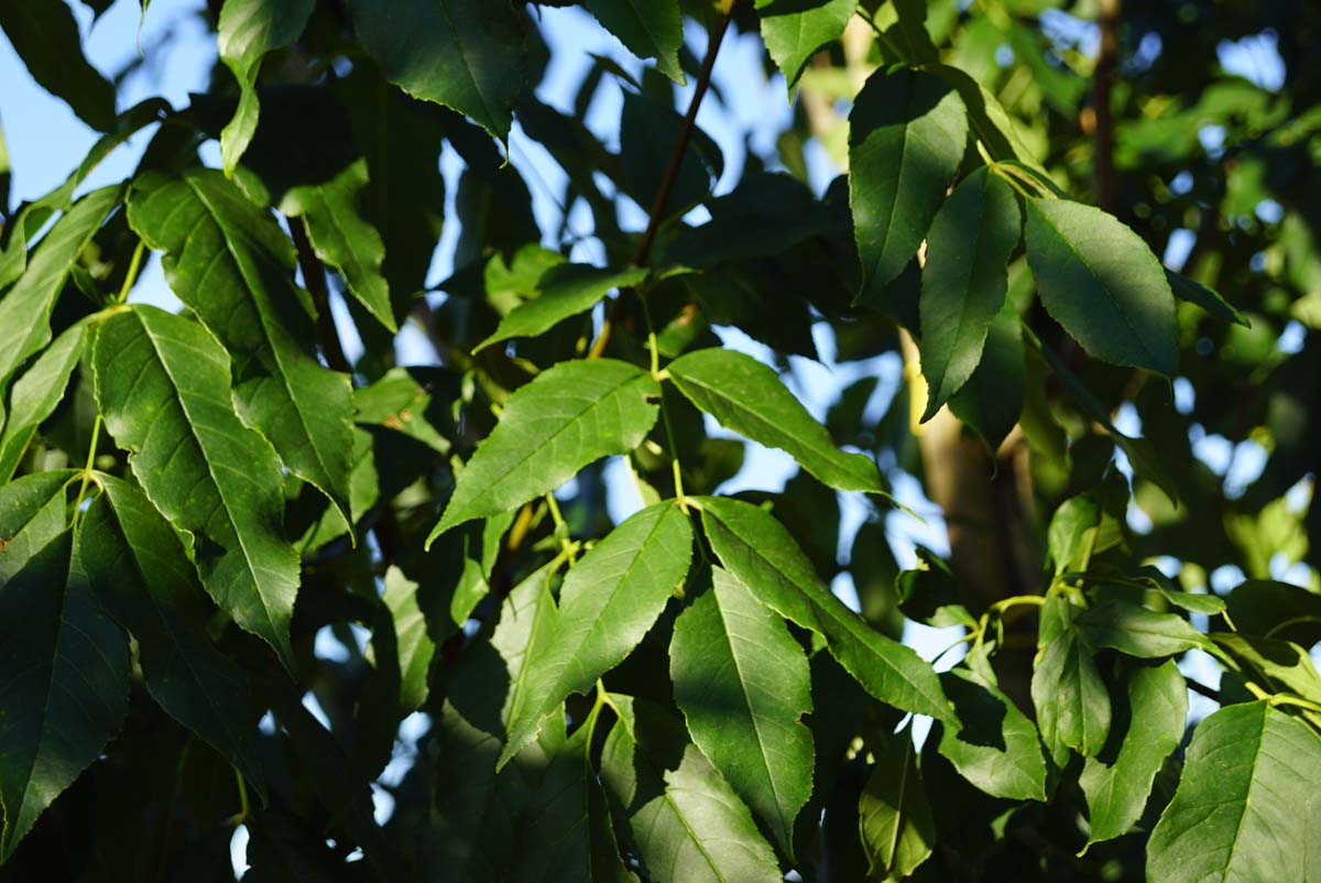 Fraxinus ornus 'Louisa Lady' op stam