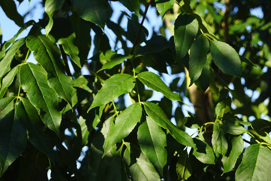 Fraxinus ornus 'Louisa Lady' Tuinplanten