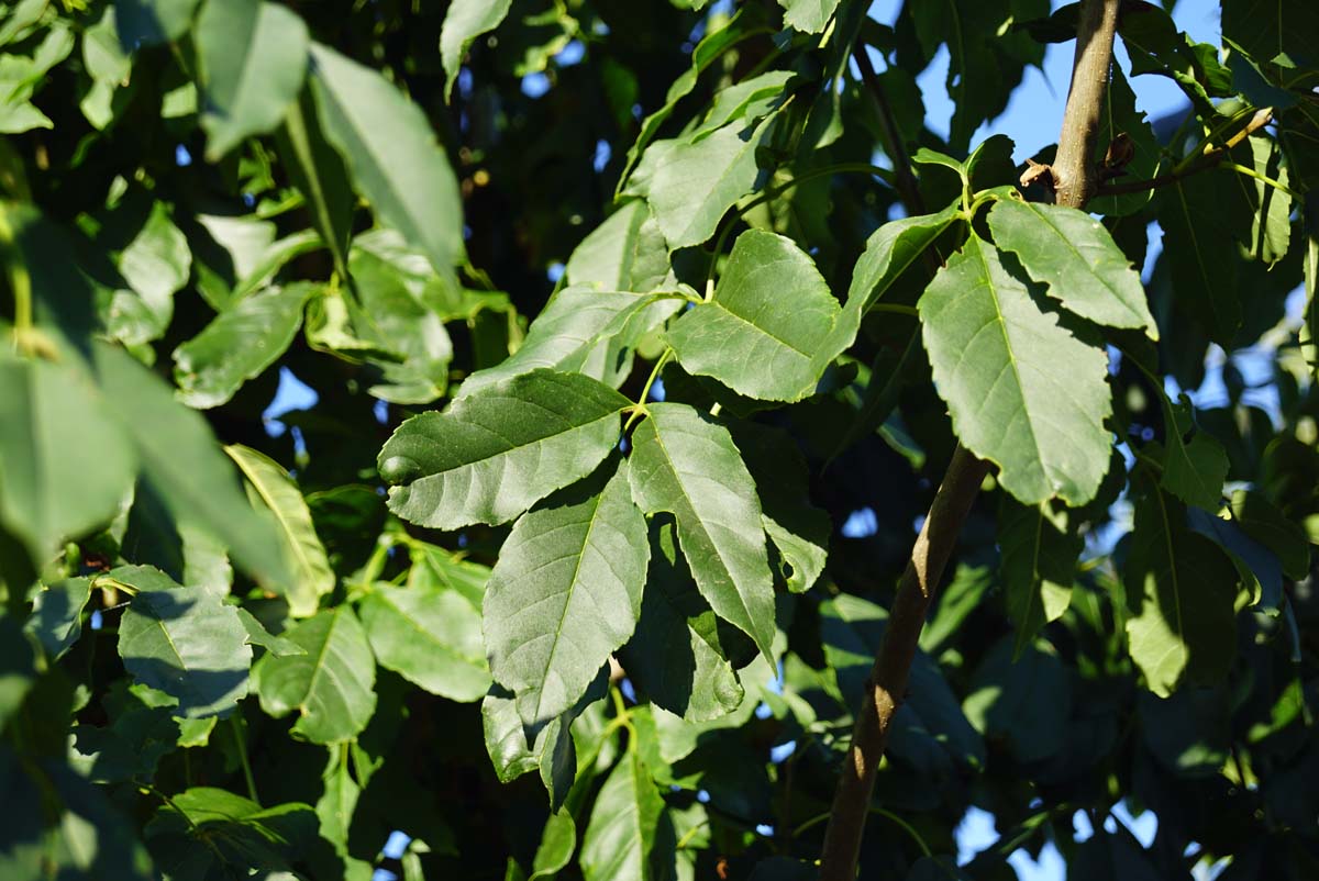Fraxinus ornus 'Louisa Lady' op stam