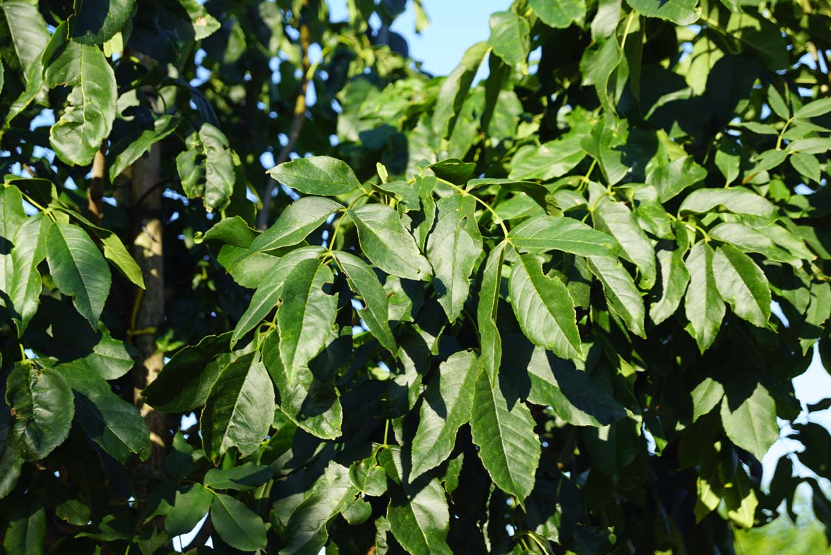 Fraxinus ornus 'Louisa Lady' op stam