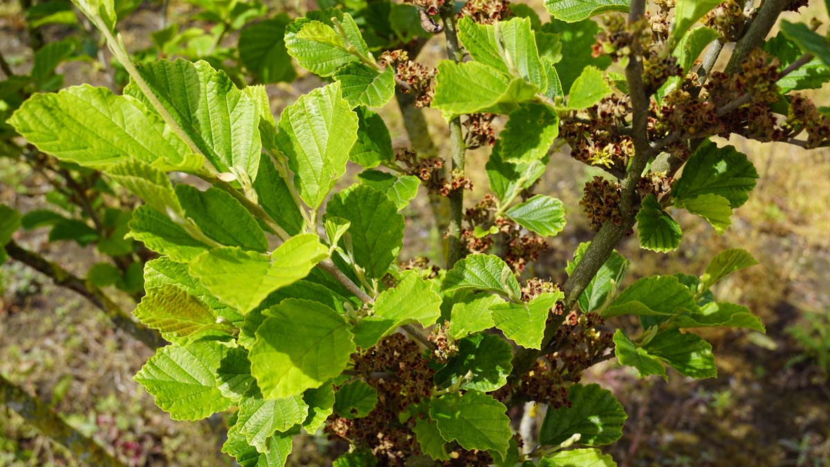Hamamelis intermedia 'Arnold Promise' Tuinplanten twijg