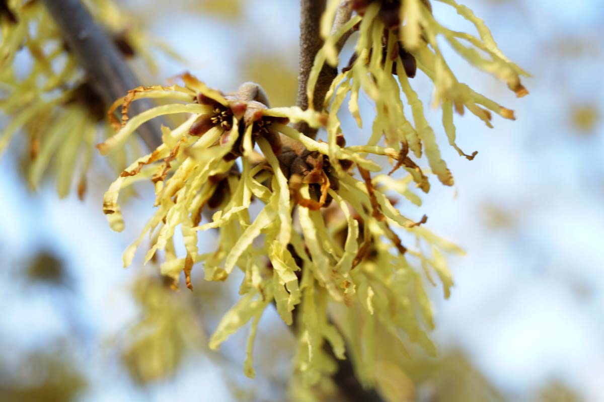 Hamamelis intermedia 'Arnold Promise' op stam bloem