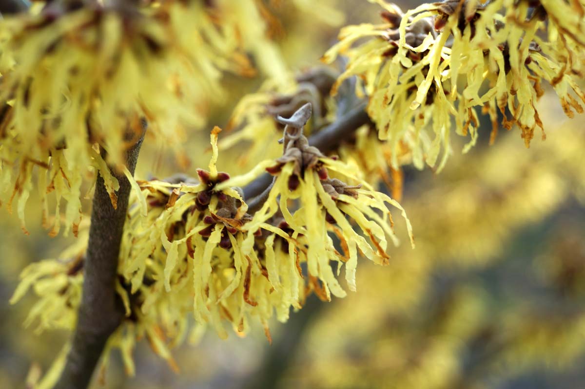 Hamamelis intermedia 'Arnold Promise' op stam bloem