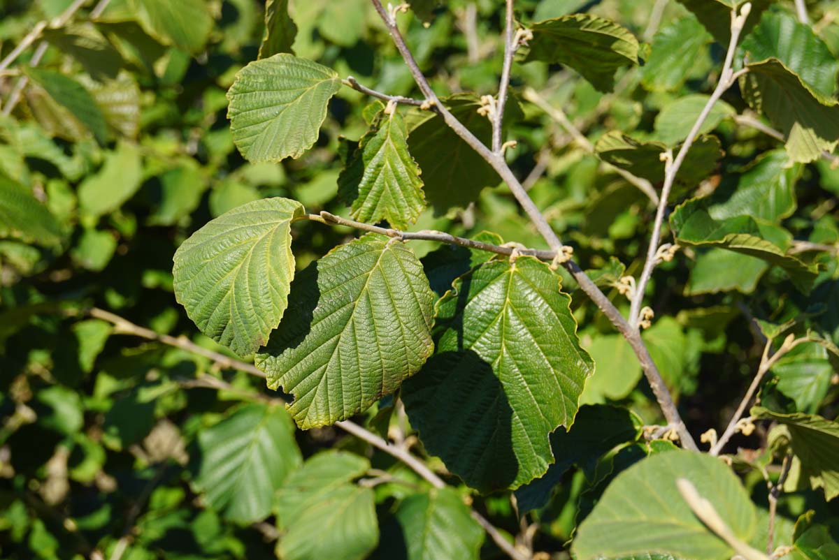 Hamamelis intermedia 'Diane' meerstammig / struik blad