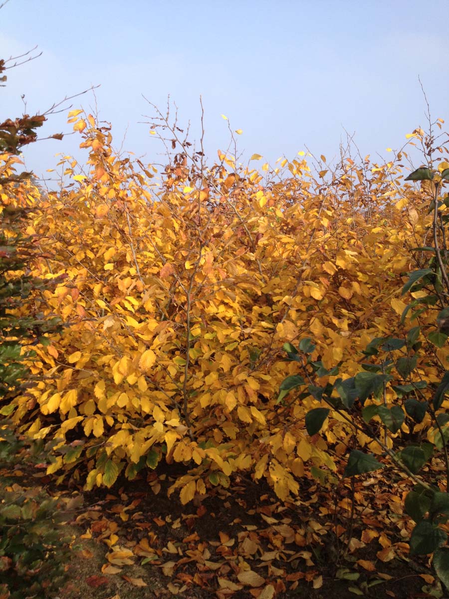 Hamamelis intermedia 'Jelena' Tuinplanten herfstkleur
