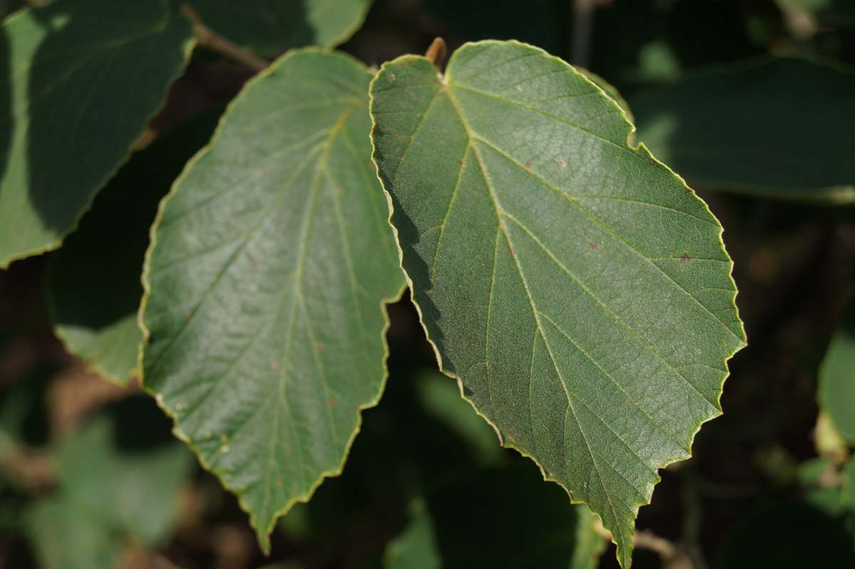Hamamelis intermedia 'Pallida'