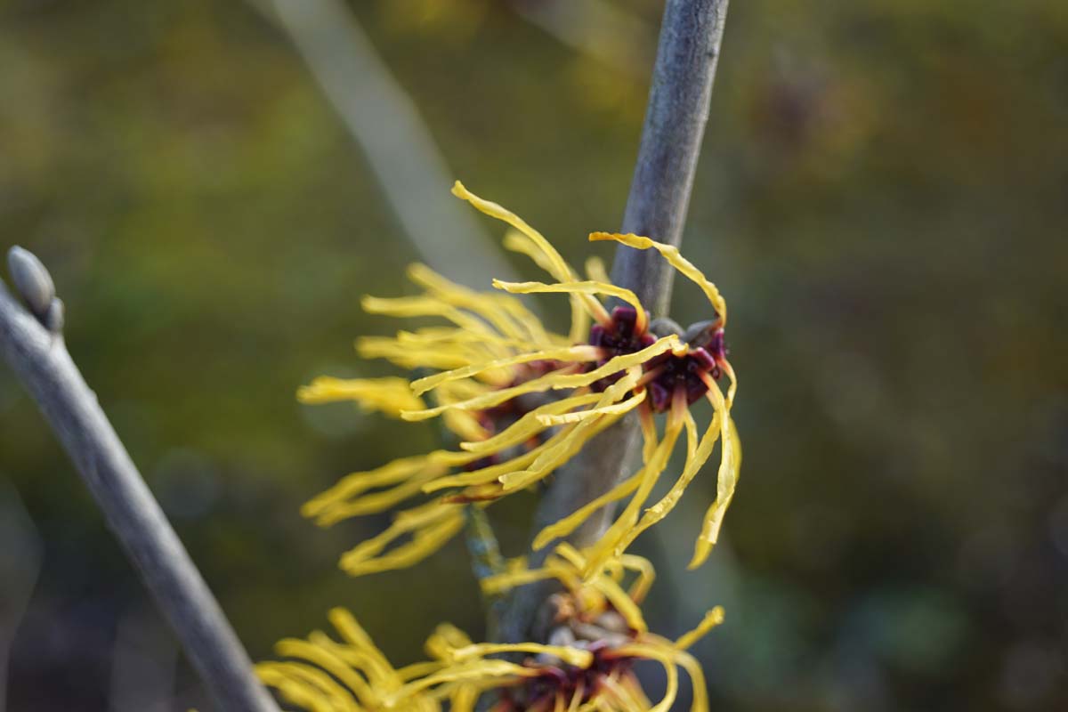 Hamamelis intermedia 'Primavera' Tuinplanten