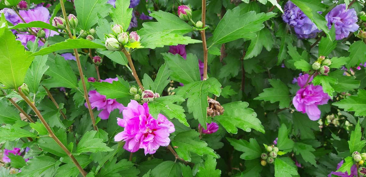 Hibiscus syriacus 'Ardens' meerstammig / struik bloem